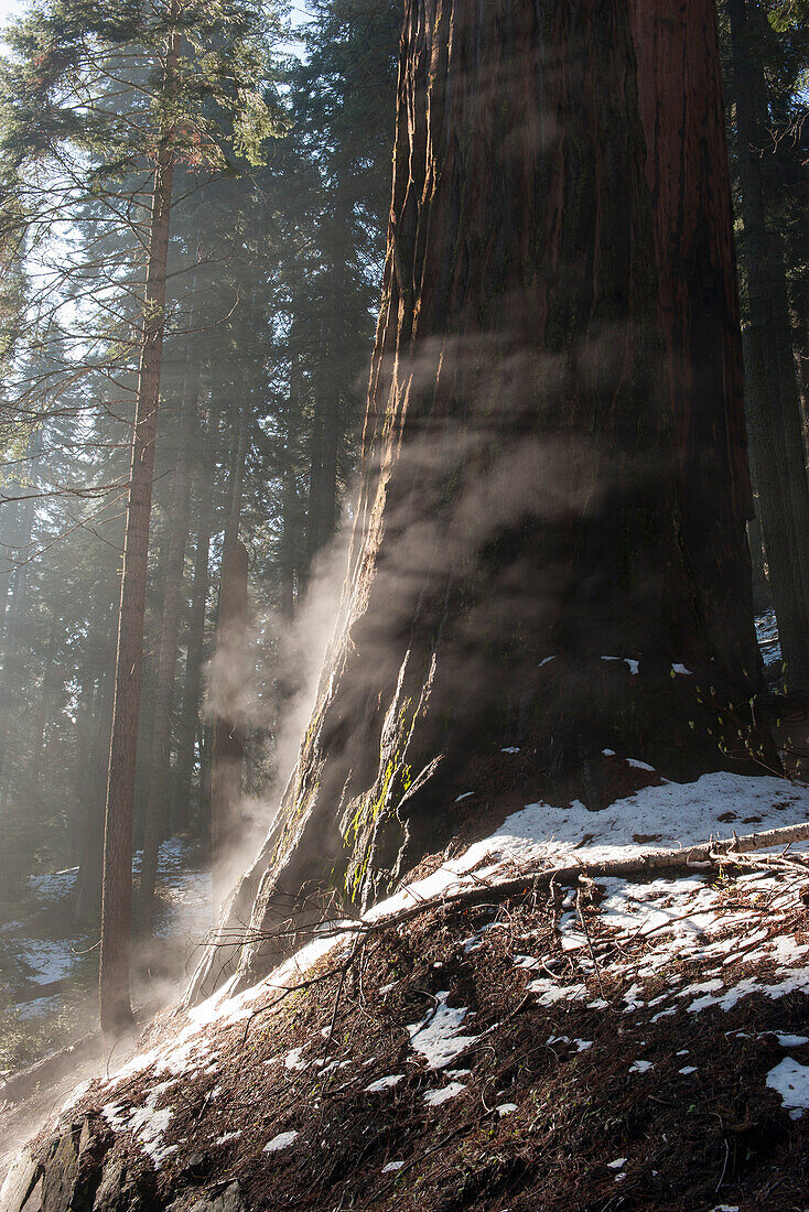 Sunlight shining through forest