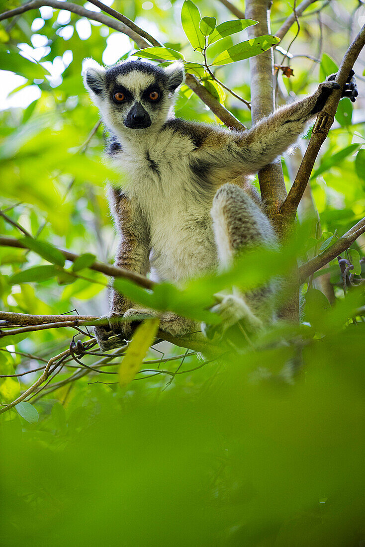 Ring-tailed lemur sitting in tree