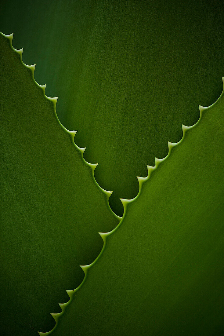 Leaves with serrated edges, full frame