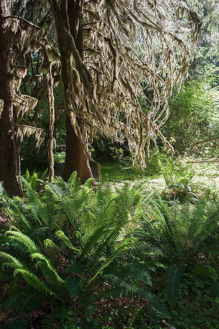 Forest, Olympic National Park, Washington, USA