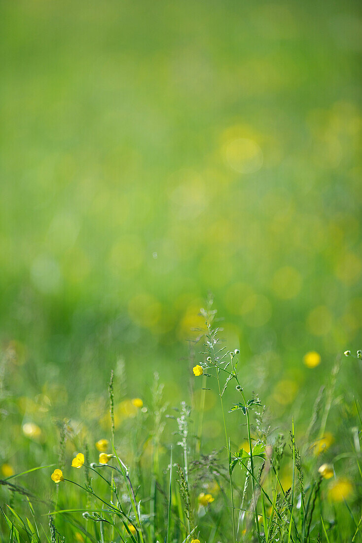 Wildflowers and grass, close-up