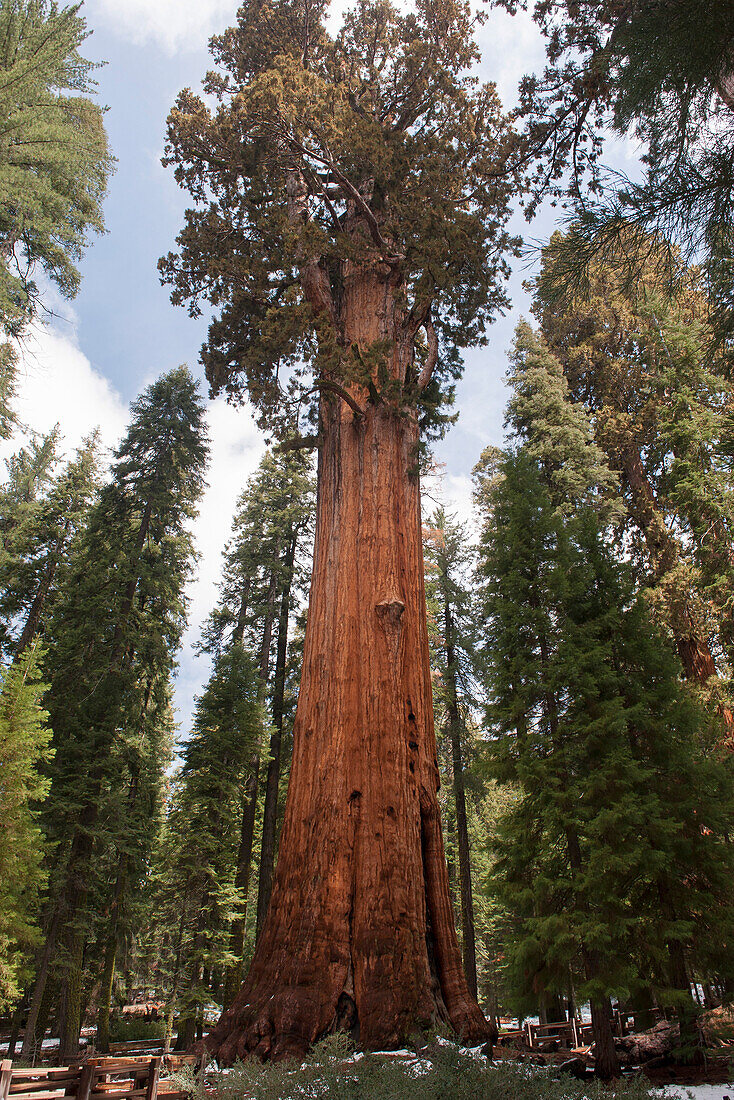 Giant sequoia tree, Sequoia and Kings Canyon National Parks, California, USA