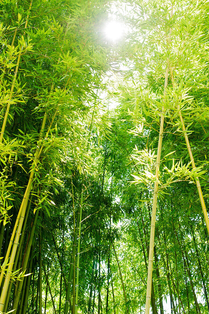 Sunlight shining through bamboo