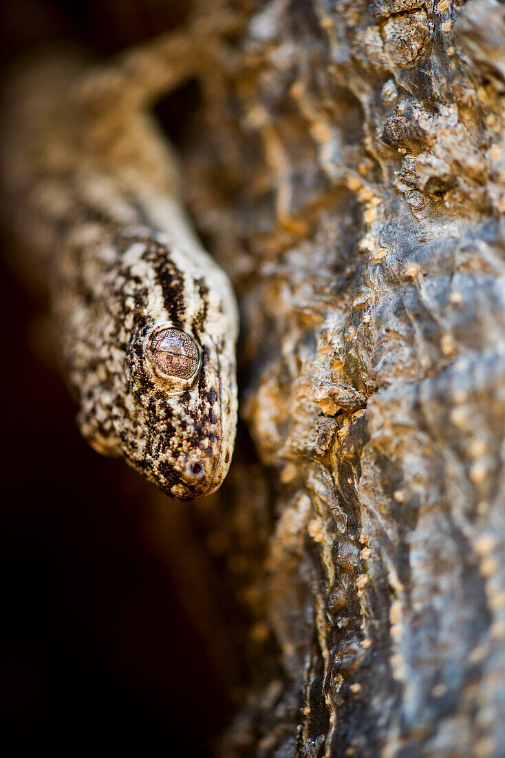 Lizard on tree, close-up