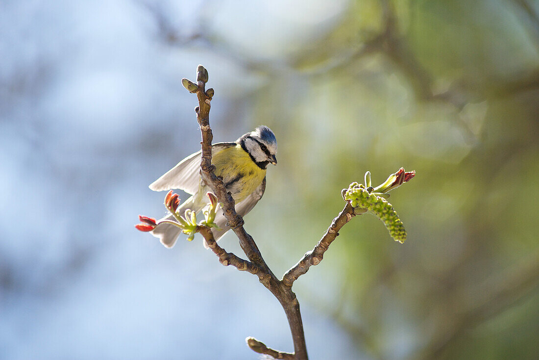Blue tit (Cyanistes caeruleus) perched on branch