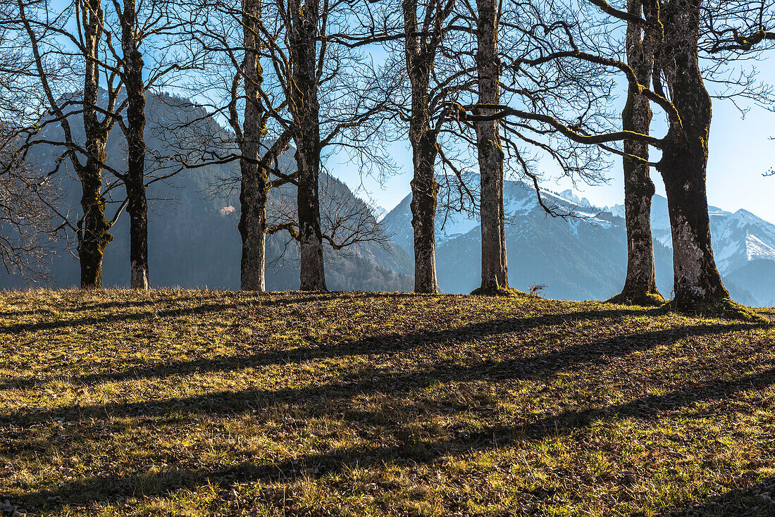 Herbstlandschaft in den deutschen Alpen, Wiese mit Baumreihe und verschneite Berge im Hintergrund. Sonne wirft lange Schatten, Oberstdorf, Oberallgäu, Deutschland