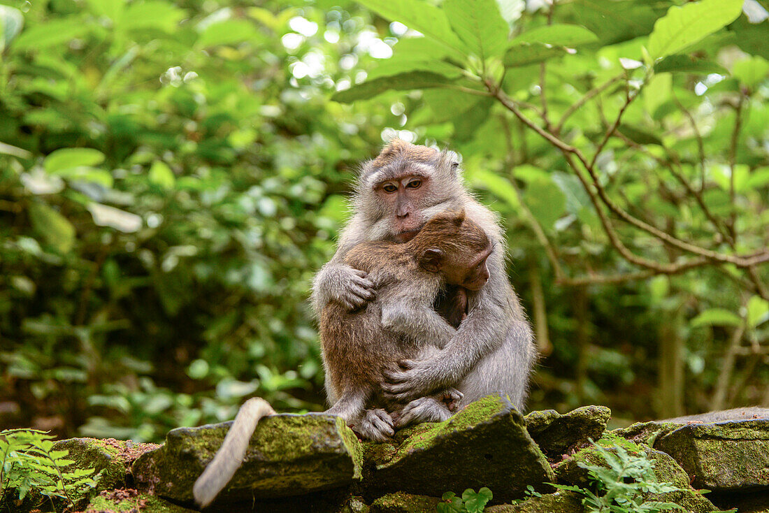 Affenmutter Javaneraffen Macaca fascicularis mit Kind im Stadttempel von Ubut, Bali, Indonesien