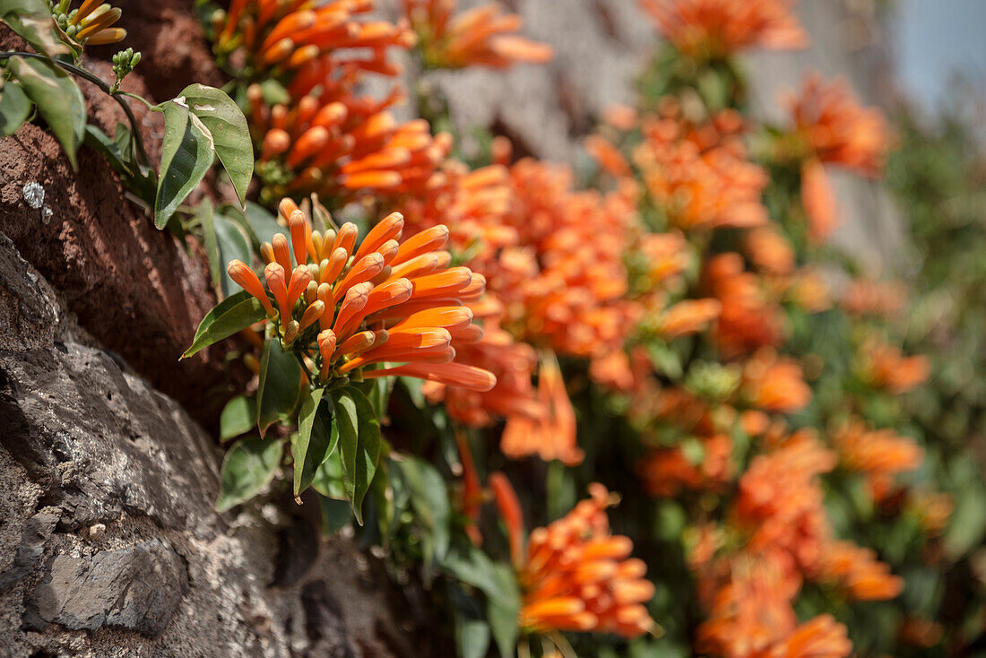 orange blühende Blume in Agulo, La Gomera, Kanarische Inseln, Kanaren, Spanien