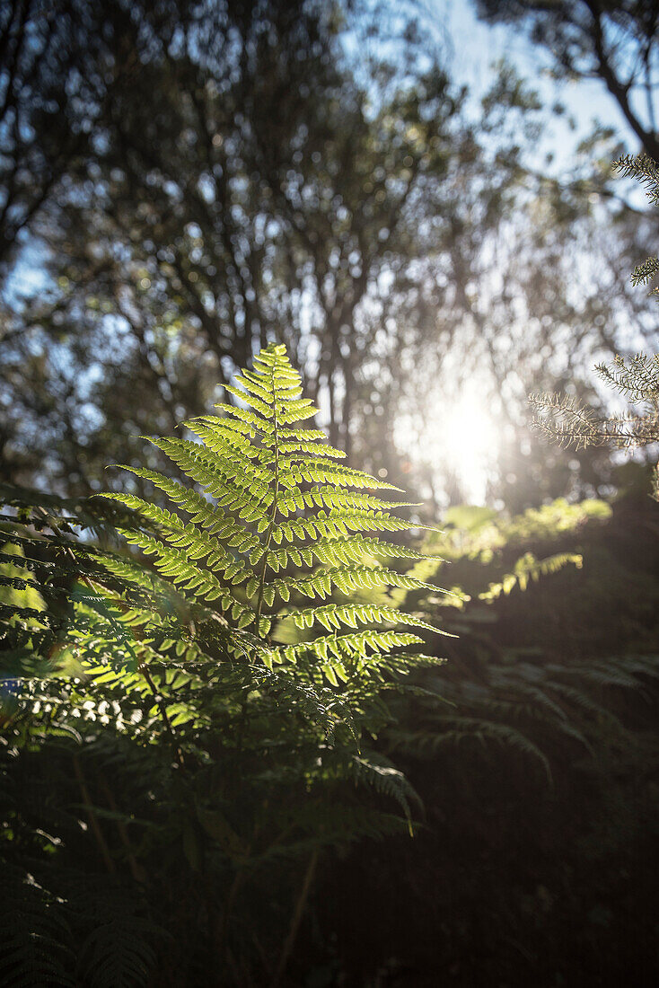 Farn im Gegenlicht im Nationalpark, Parque Nacional de Garajonay, La Gomera, Kanarische Inseln, Kanaren, Spanien