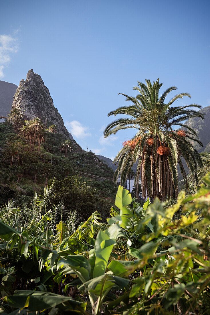 Palm tree and rock needle at the cosy village Hermigua, La Gomera, Canary Islands, Spain
