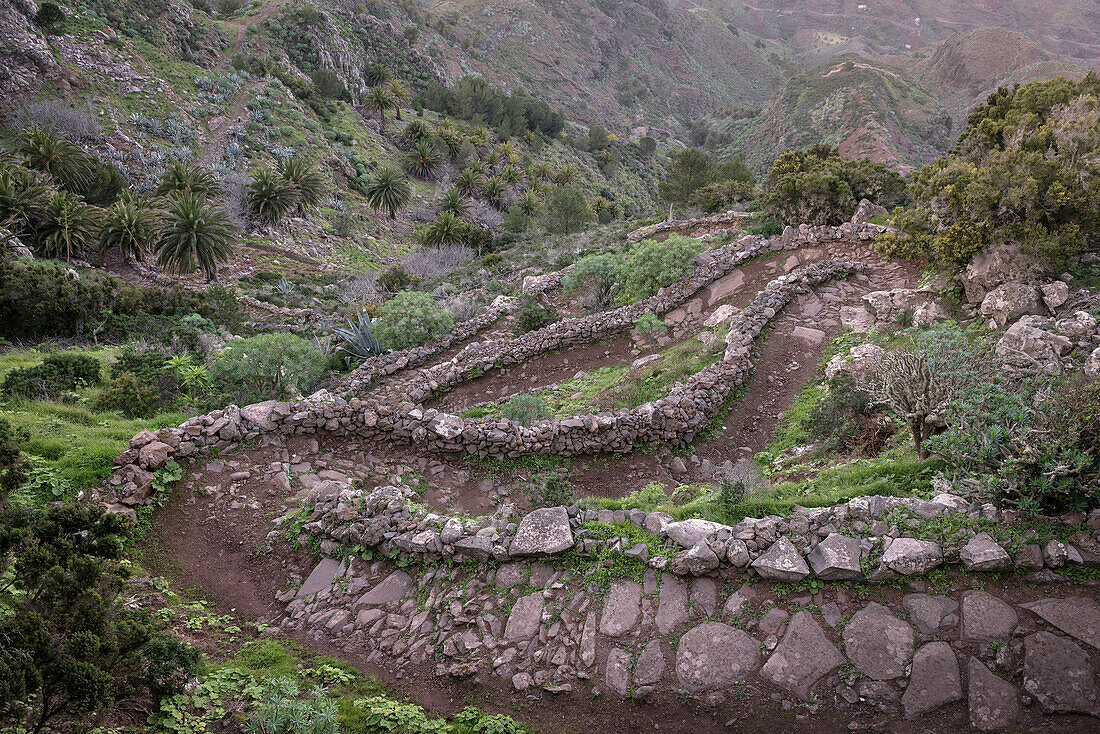 stone hiking path to Los Roques at National Park Parque Nacional de Garajonay, La Gomera, Canary Islands, Spain