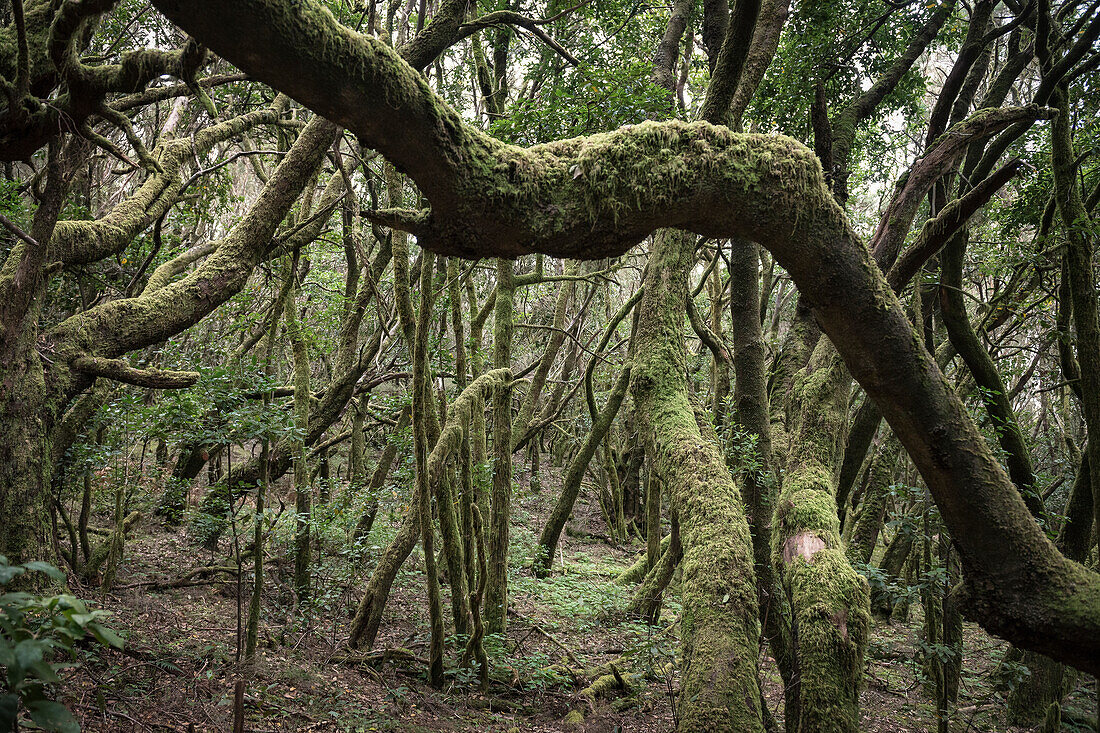 moss draped trees in the cloud forest of Parque Nacional de Garajonay, La Gomera, Canary Islands, Spain