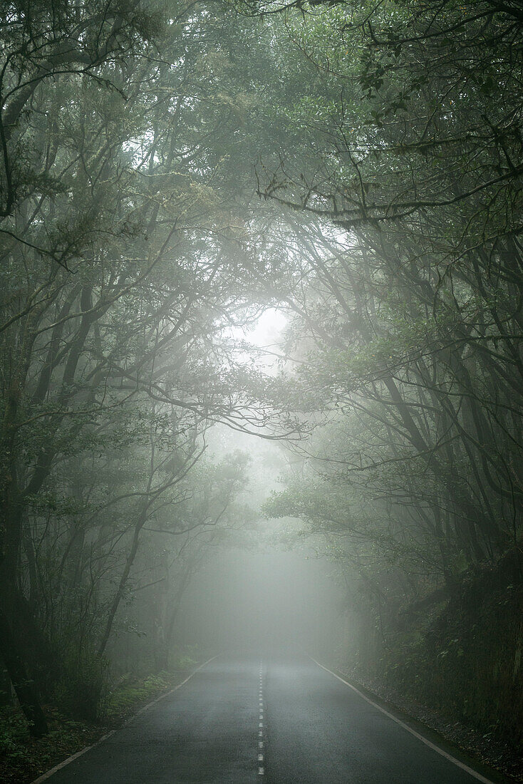 Straße führt durch Nebelwald im Parque Nacional de Garajonay, La Gomera, Kanarische Inseln, Kanaren, Spanien