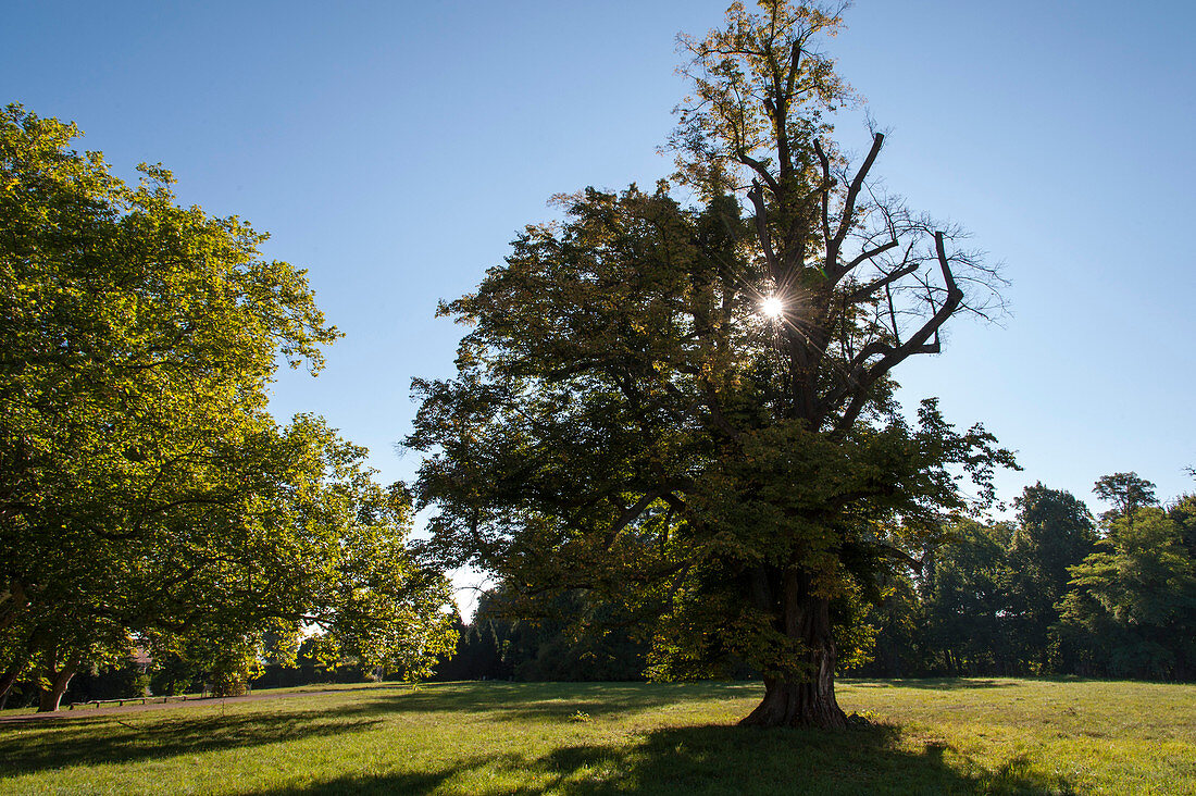 old tree in the palace park Belvedere, Weimar, Thuringia, Germany