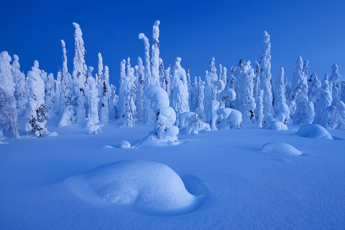 Verschneiter Wald, Panorama mit stark verreiften Bäumen im Blau der Morgendämmerung im Winter, Riisitunturi National Park, Kuusamo, Lappland, Finnland, Skandinavien