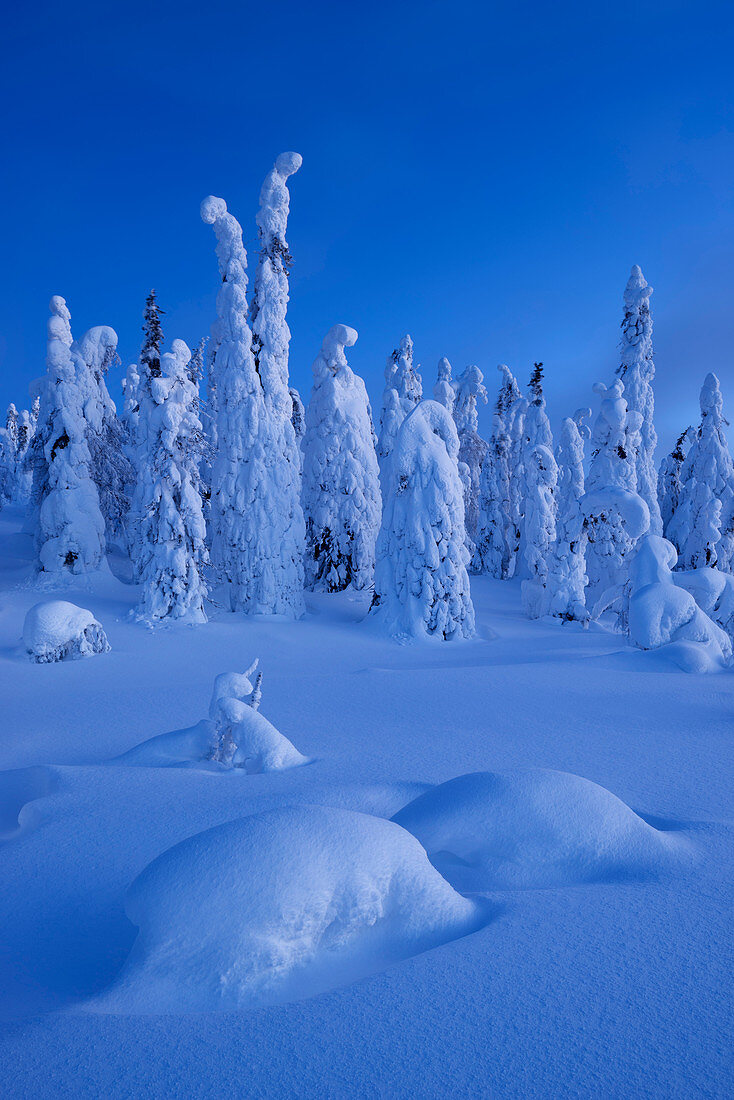 Verschneiter Wald mit stark verreiften Bäumen im Blau der Morgendämmerung im Winter, Riisitunturi National Park, Kuusamo, Lappland, Finnland, Skandinavien