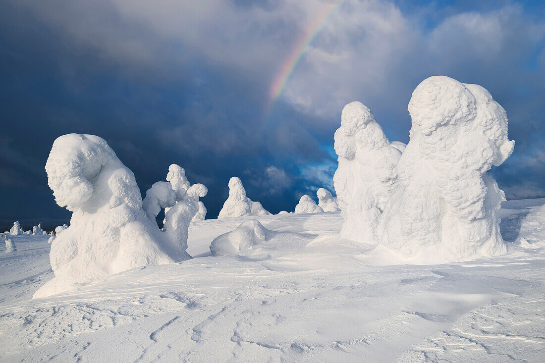 Verschneiter Wald mit stark verreiften Bäumen und dramatischen Wolken mit Regenbogen im Sonnenlicht im Winter, Riisitunturi National Park, Kuusamo, Lappland, Finnland, Skandinavien