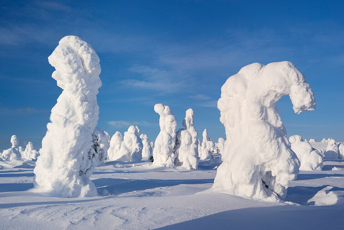 Verschneiter Wald mit stark verreiften Bäumen, blauem Himmel und Sonne im Winter, Riisitunturi National Park, Kuusamo, Lappland, Finnland, Skandinavien