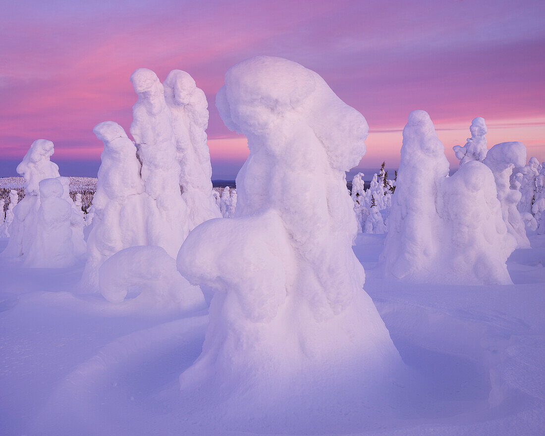 Panoramic view with snowy forest and strong frozen trees in pink dawn in winter, Riisitunturi National Park, Kuusamo, Lapland, Finland, Scandinavia