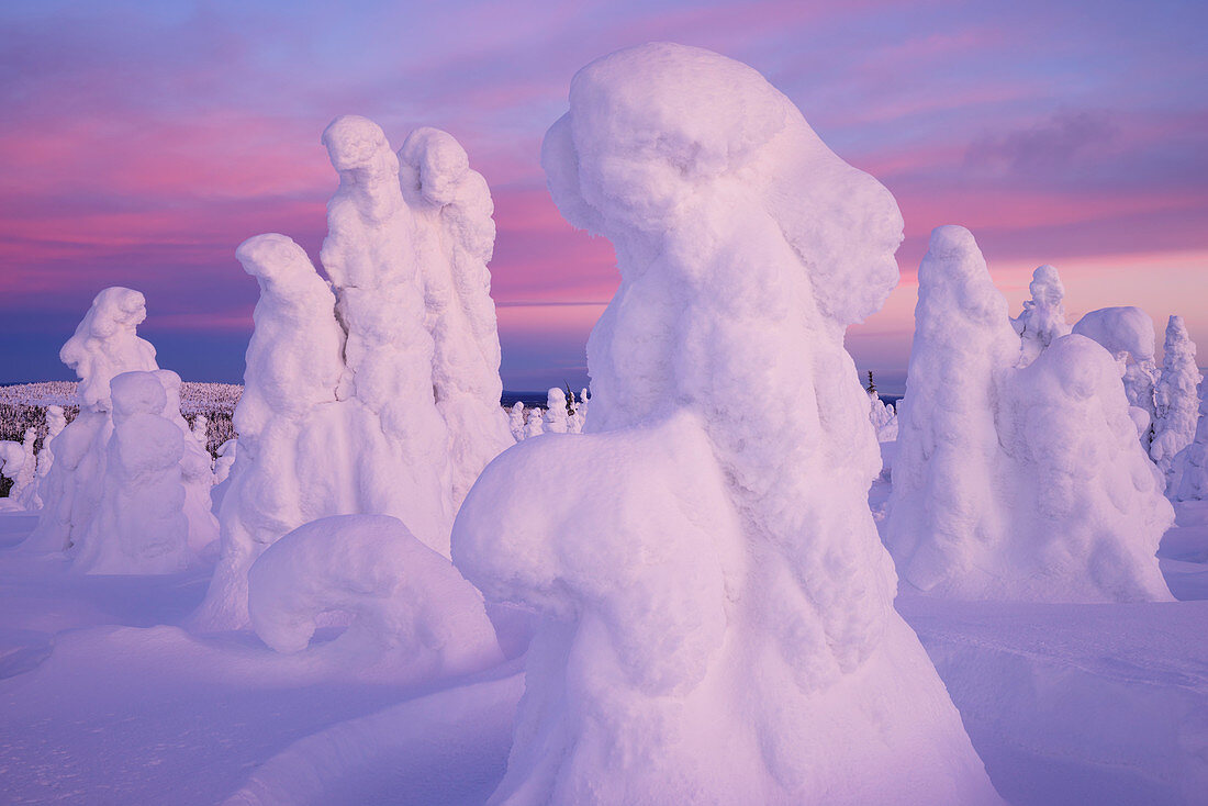 Panoramic view with snowy forest and strong frozen trees in pink dawn in winter, Riisitunturi National Park, Kuusamo, Lapland, Finland, Scandinavia