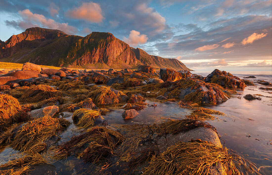 Low tide on the beach of Eggum with the peak of Utdalsheia (750 m) in the evening sun, Tang and pebbles in the foreground, Vestvågøy, Lofoten, Norway, Scandinavia