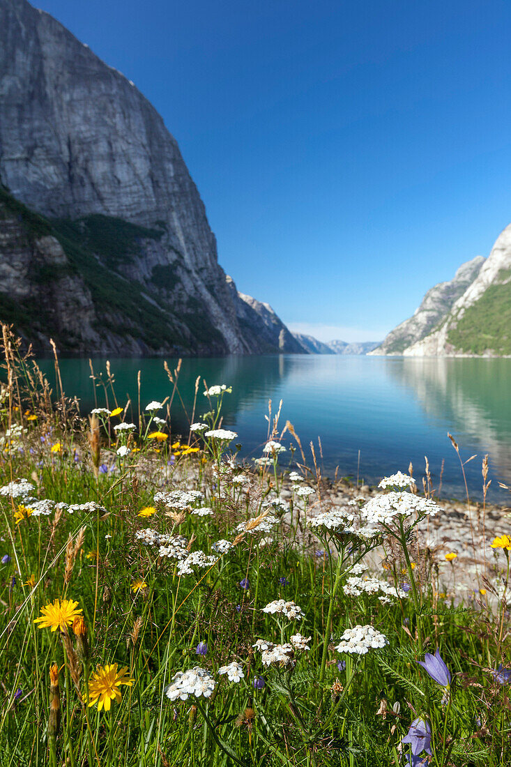 Blossoming flowers under blue sky and the Lysefjord in the blurry background, Rogaland, Norway, Scandinavia