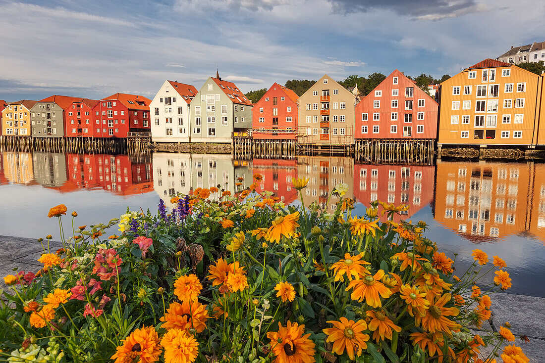 Blick auf bunte Speicherhäuser am Ufer des Flusses Nidelva in der Altstadt von Trondheim mit blühenden Blumen im Sommer, Trondheim, Sør-Trøndelag, Norwegen, Skandinavien