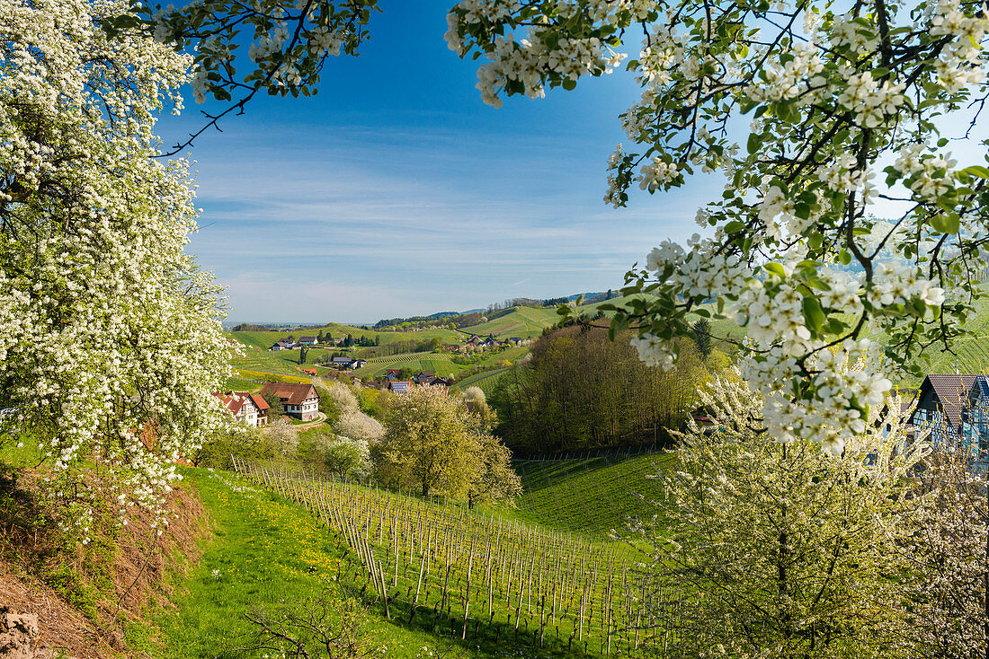 blooming fruit trees, Sasbachwalden, Ortenau, Black Forest, Baden-Wuerttemberg, Germany