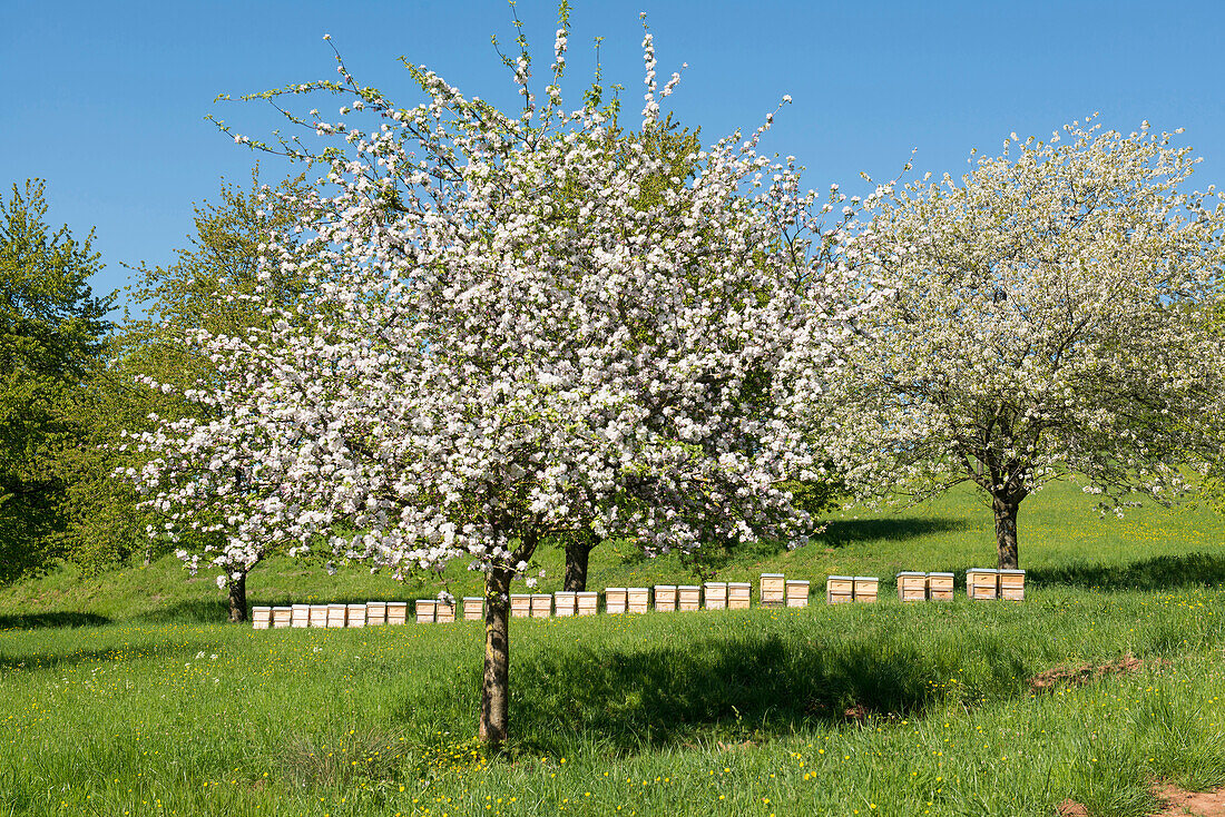 blühende Obstbäume und Bienenstöcke, Schönberg, bei Freiburg im Breisgau, Schwarzwald, Baden-Württemberg, Deutschland