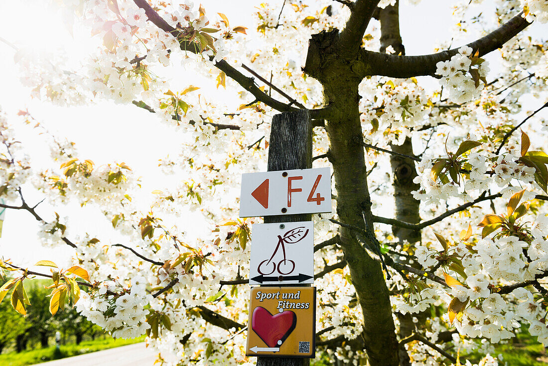 blooming fruit trees, Niedereggenen, Muellheim, Markgraeflerland, Black Forest, Baden-Wuerttemberg, Germany
