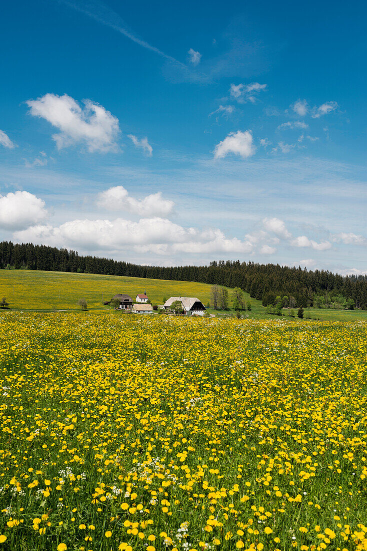 blühende Wiesen im Frühling, bei Titisee-Neustadt, Schwarzwald, Baden-Württemberg, Deutschland