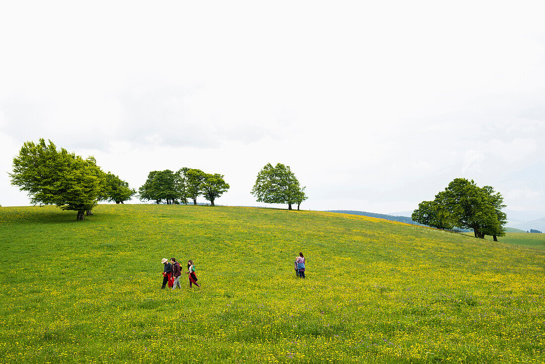 blühende Wiesen und Windbuchen im Frühling, Schauinsland, bei Freiburg im Breisgau, Schwarzwald, Baden-Württemberg, Deutschland