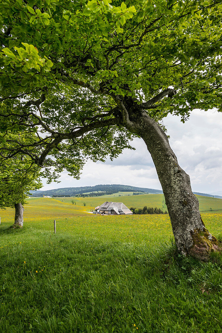 blühende Wiesen und Windbuchen im Frühling, Schauinsland, bei Freiburg im Breisgau, Schwarzwald, Baden-Württemberg, Deutschland