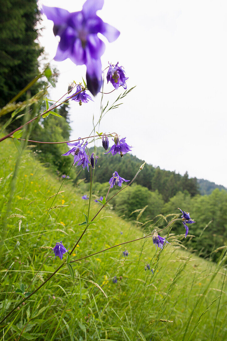 flower meadow, Wittenschwand, Dachsberg, Hotzenwald, Black Forest, Baden-Wuerttemberg, Germany