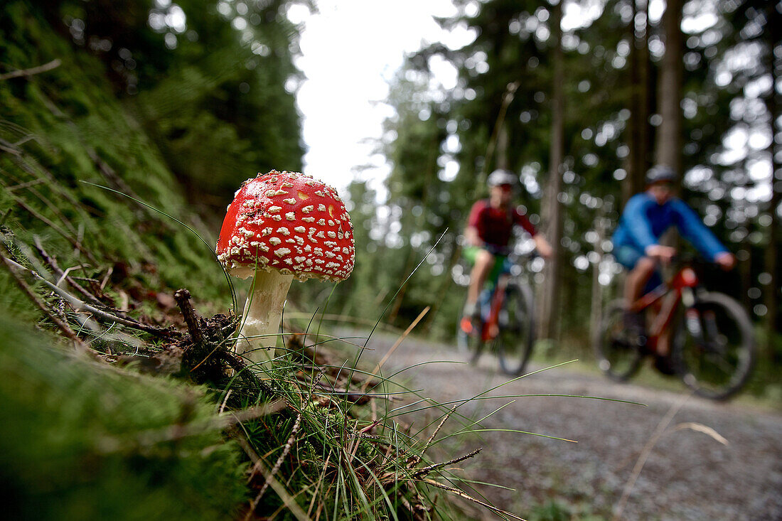 Cyclist riding past a fly agaric
