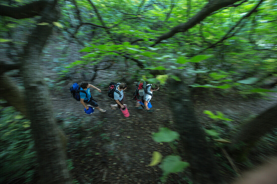 Three young male camper walking through a forest, Freilassing, Bavaria, Germany