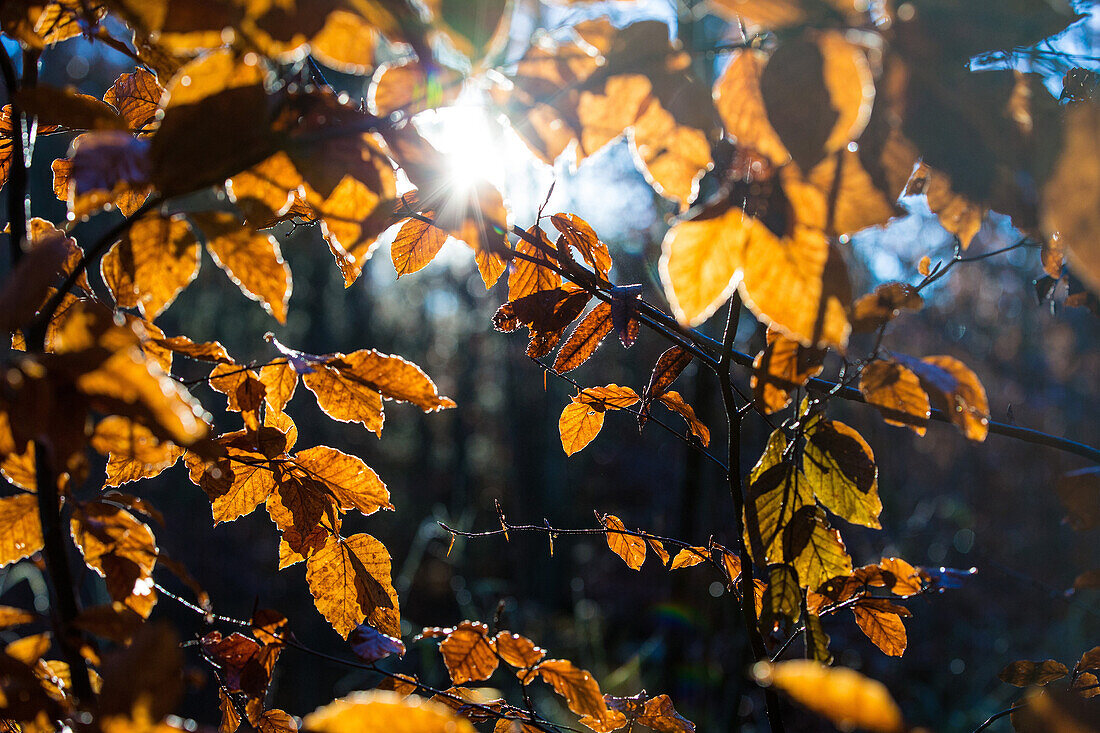 Sun shining though the autumnal leaves of a tree, Allgaeu, Bavaria, Germany