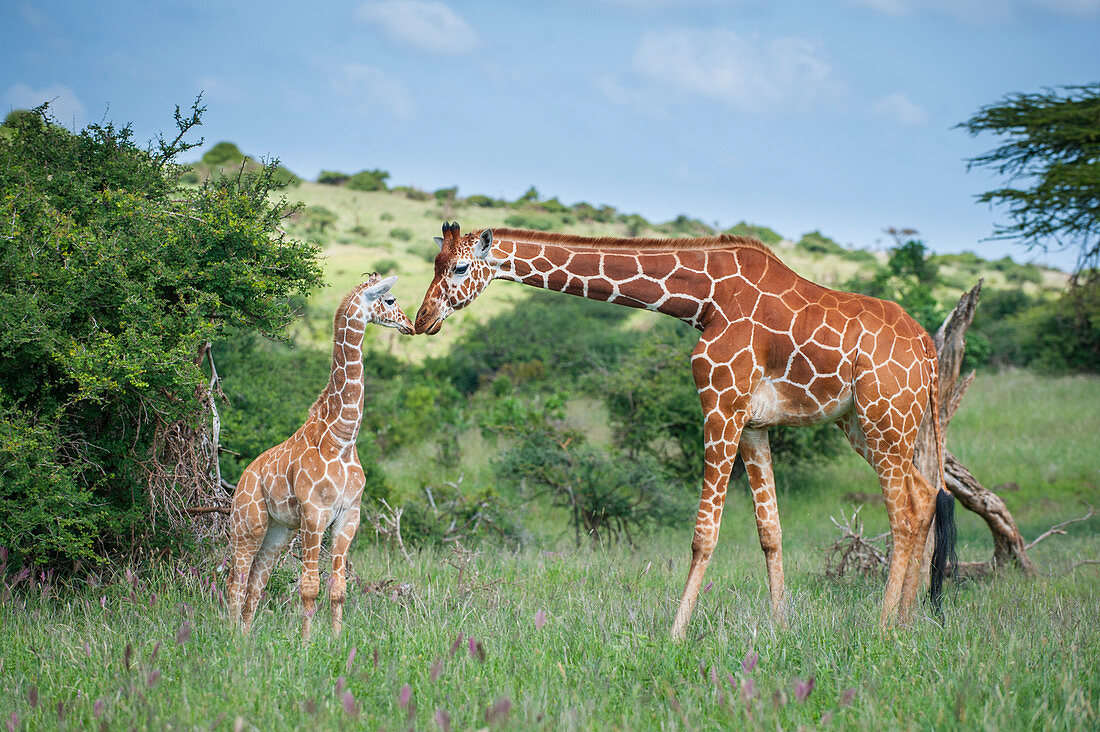 Reticulated Giraffe (Giraffa camelopardalis reticulata) mother greeting calf, Lewa Wildlife Conservancy, Kenya