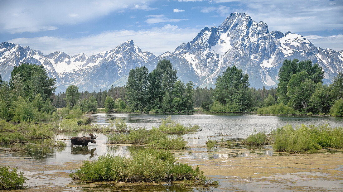 Moose (Alces alces shirasi) bull crossing pond, Grand Teton National Park, Wyoming