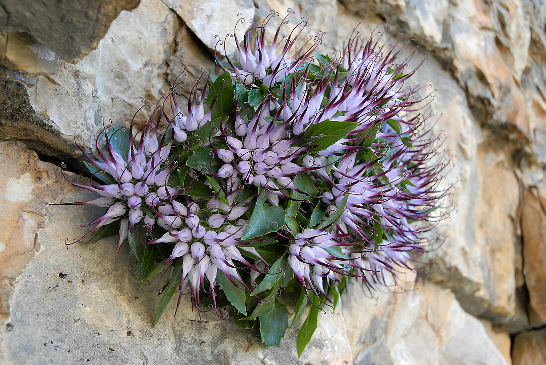 Dolomites, South Tyrol, Italy.The Physoplexis comosa