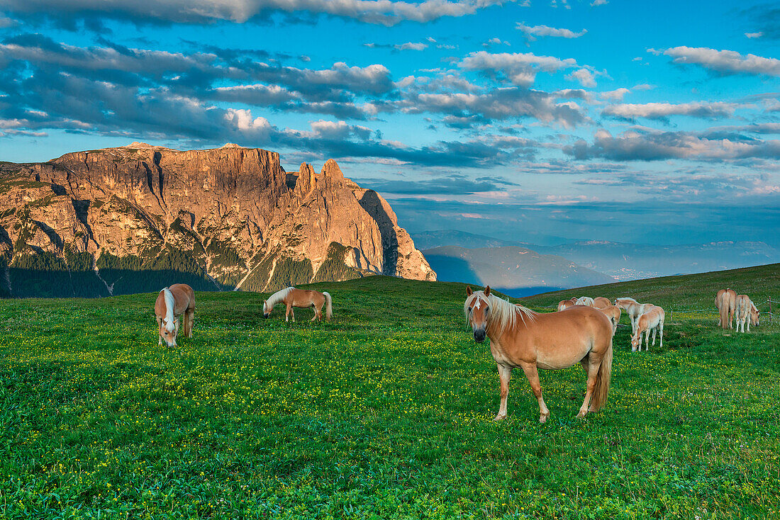 Alpe di SiusiSeiser Alm, Dolomites, South Tyrol, Italy. Haflinger horses at sunrise on the pastures of BullacciaPuflatsch. In the background the peaks of SciliarSchlern