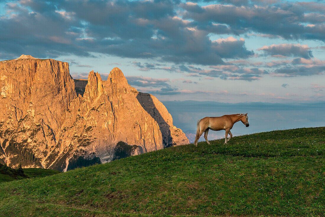 Alpe di SiusiSeiser Alm, Dolomites, South Tyrol, Italy. Haflinger horses at sunrise on the Alpe di SiusiSeiser Alm. In the background the peaks of SciliarSchlern