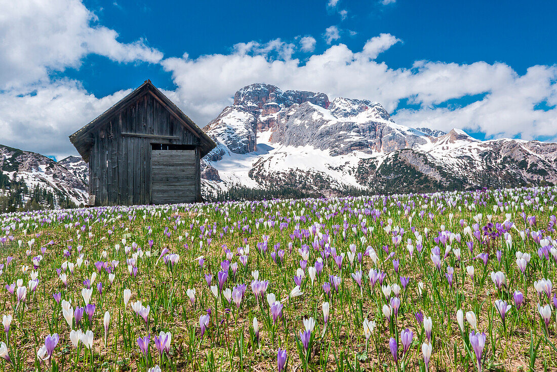 Prato PiazzaPlaetzwiese, Dolomites, South Tyrol, Italy. Crocus in the spring bloom on the Prato Piazza. In the background the Croda Rossa