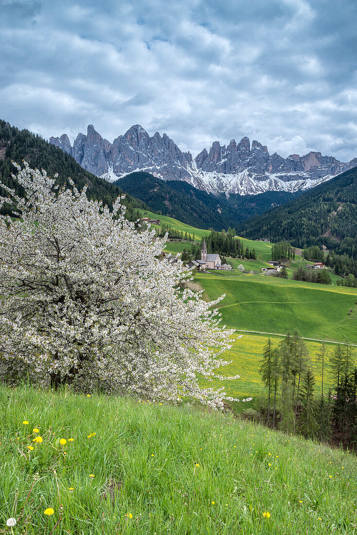 Funes Valley, Dolomites, South Tyrol, Italy. Spring in Santa Maddalena and the peaks of Odle in the background