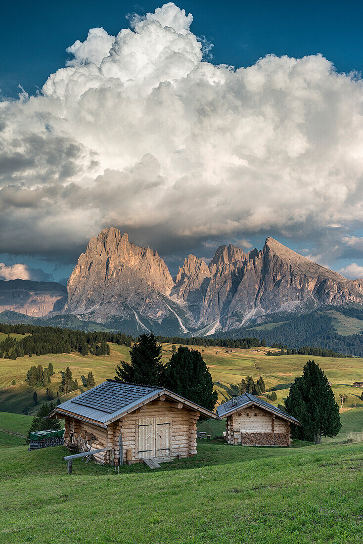 Alpe di SiusiSeiser Alm, Dolomites, South Tyrol, Italy. Sunset on the Alpe di SiusiSeiser Alm with the peaks of SassolungoLangkofel and SassopiattoPlattkofel