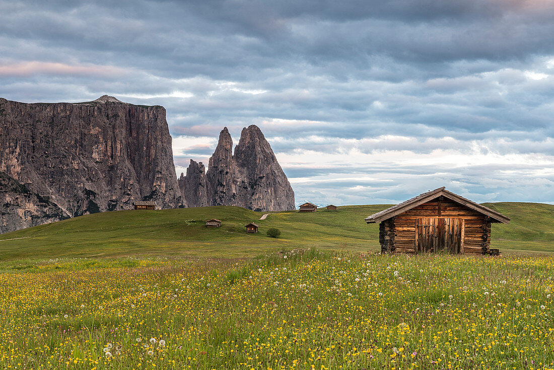 Alpe di SiusiSeiser Alm, Dolomites, South Tyrol, Italy. Meadow full of flowers on the Alpe di SiusiSeiser Alm. In the background the peaks of SciliarSchlern
