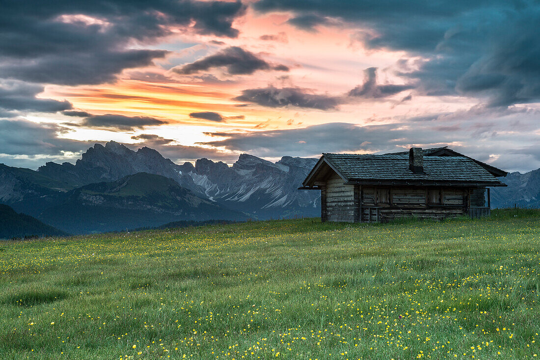 Alpe di SiusiSeiser Alm, Dolomites, South Tyrol, Italy. Sunrise on the Alpe di SiusiSeiser Alm. In the background the Odle