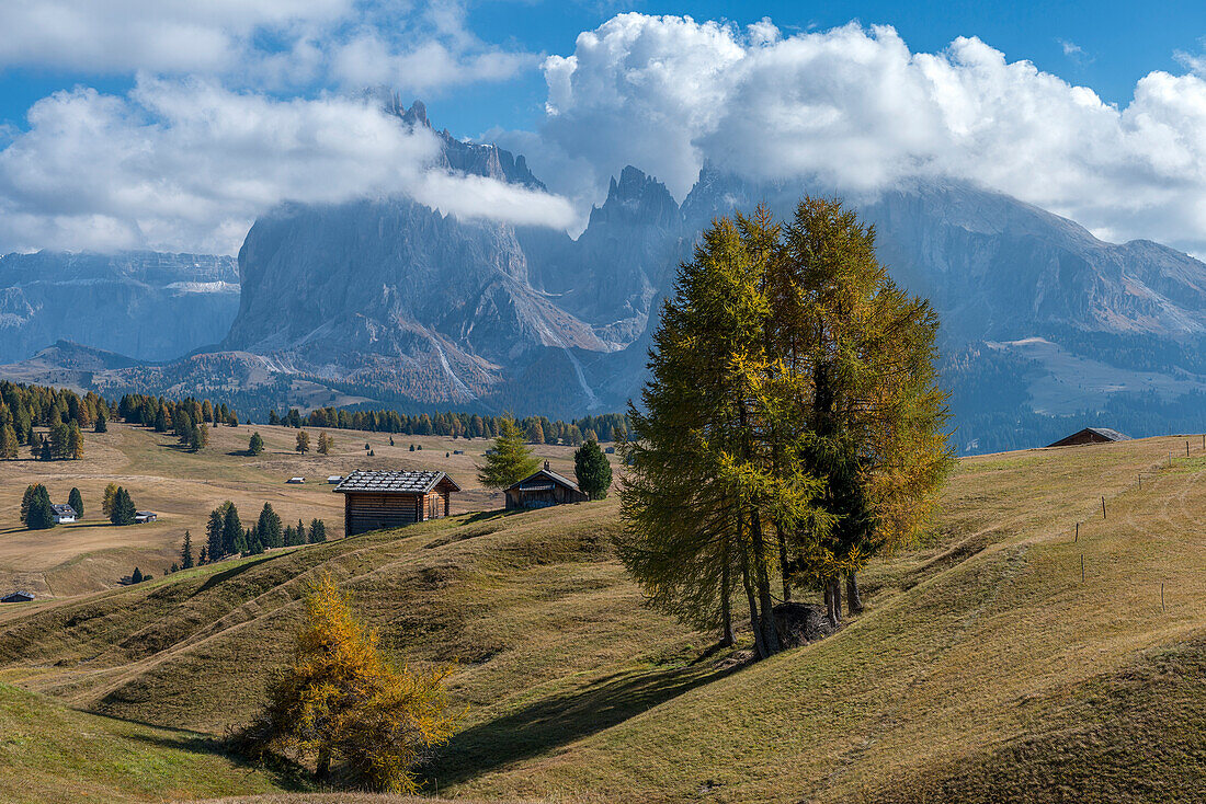 Alpe di SiusiSeiser Alm, Dolomites, South Tyrol, Italy. Autumn colors on the Alpe di SiusiSeiser Alm with the SassolungoLangkofel and the SassopiattoPlattkofel in background