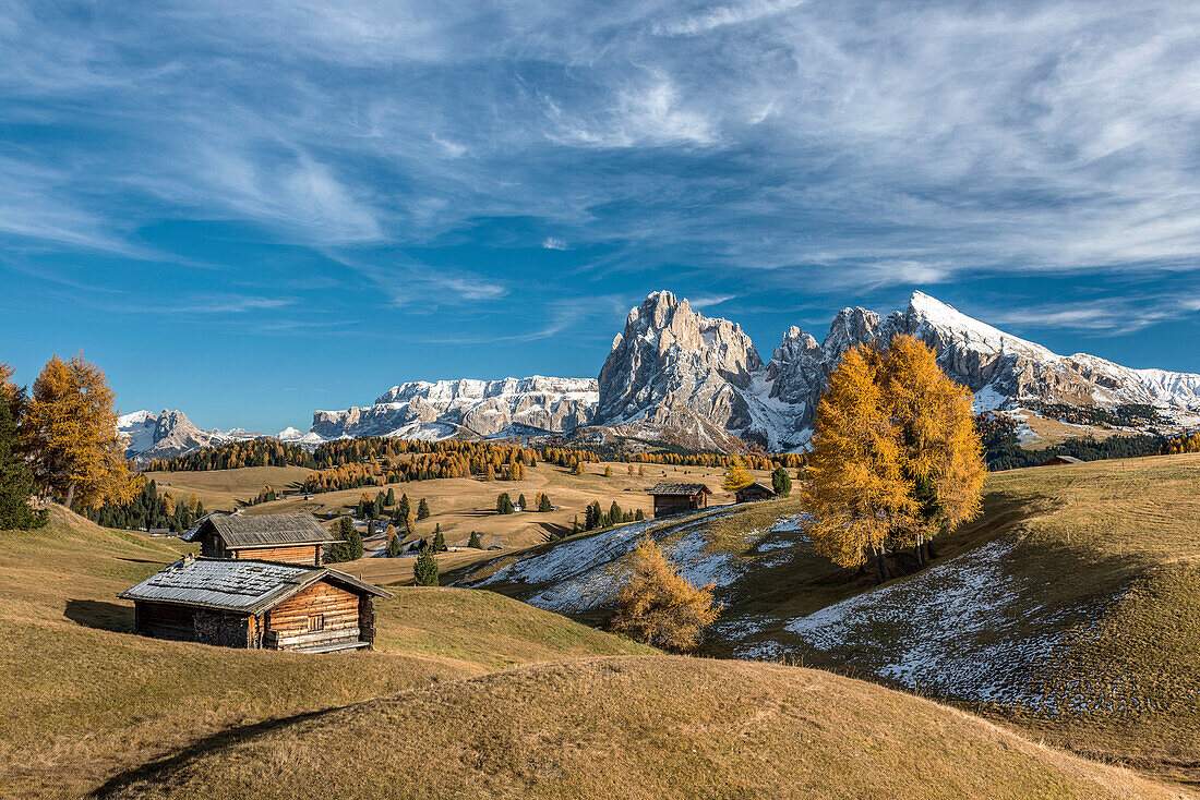 Alpe di SiusiSeiser Alm, Dolomites, South Tyrol, Italy. Autumn colors on the Alpe di SiusiSeiser Alm with the Sella, SassolungoLangkofel and the SassopiattoPlattkofel in the background