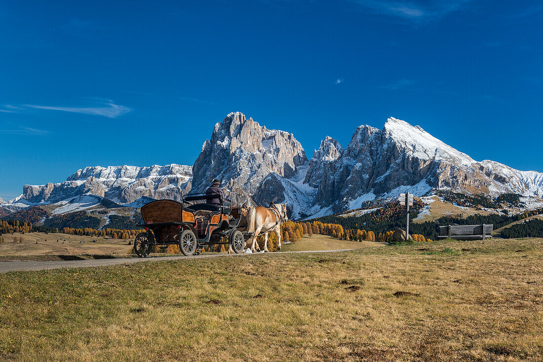 Alpe di SiusiSeiser Alm, Dolomites, South Tyrol, Italy. Haflinger horse and carriage on the Alpe di SiusiSeiser Alm